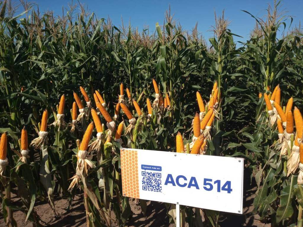 Maíz Flint: las ventajas de un cultivo especial, con sello europeo y mejor precio para el productor 2 WhatsApp Image 2024 02 27 at 13.48.26 1