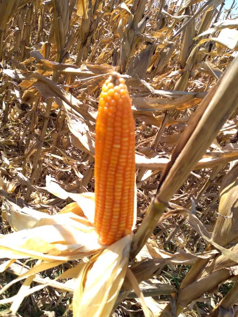 Maíz Flint: las ventajas de un cultivo especial, con sello europeo y mejor precio para el productor 4 WhatsApp Image 2024 02 27 at 16.17.48