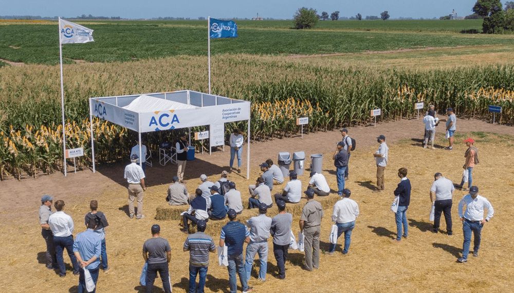 a campo abierto portada