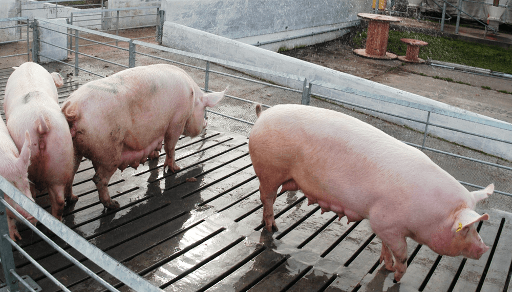 cerdos madres produccion porcina