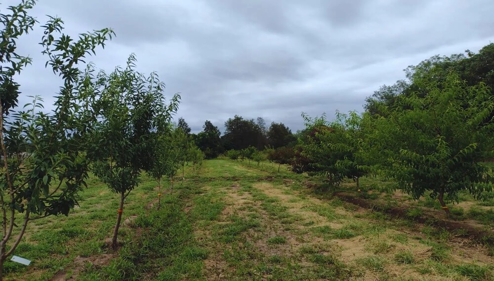 Cambio climático: en Catamarca investigan la respuesta de nueces y almendras a las altas temperaturas