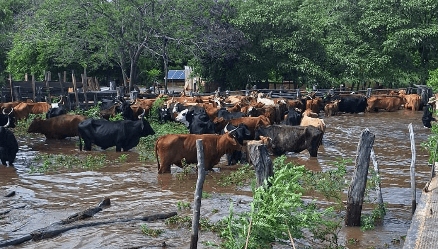 Por lluvias y granizo, determinaron la emergencia agropecuaria para 13 departamentos de Misiones