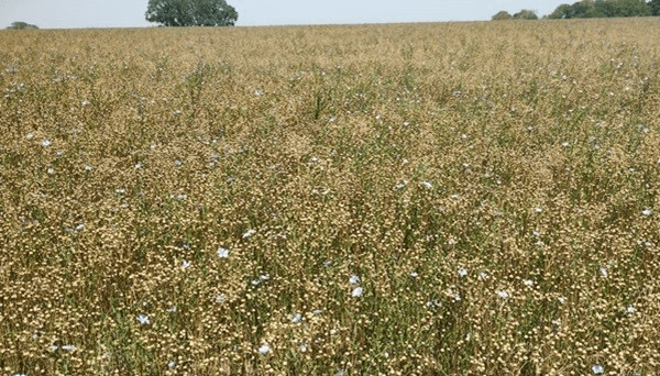 El clima también le jugó en contra al lino: la producción cayó 18% en Entre Ríos