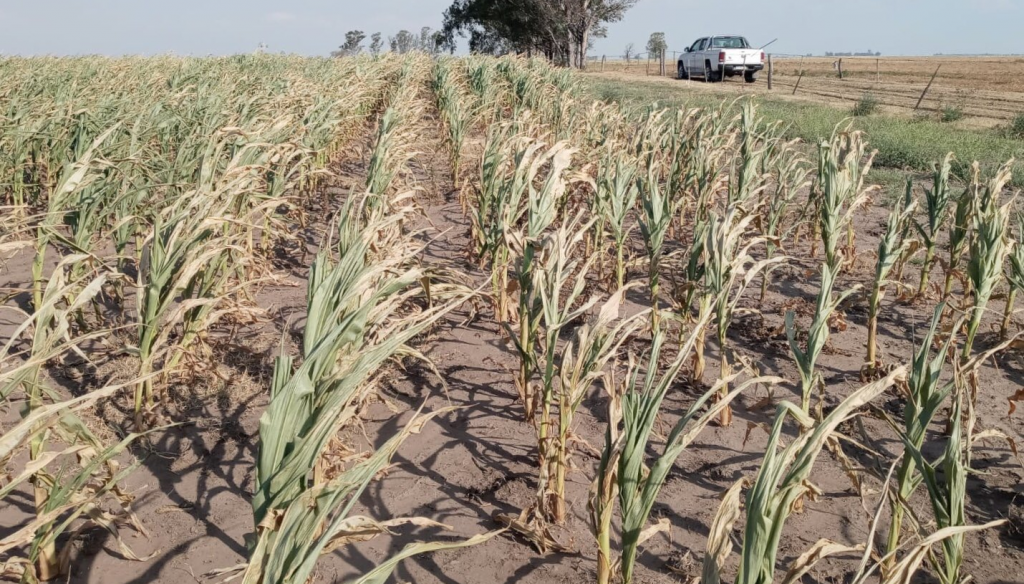 Las lluvias frenaron el deterioro de los cultivos, pero el daño sobre los rindes ya estaba hecho