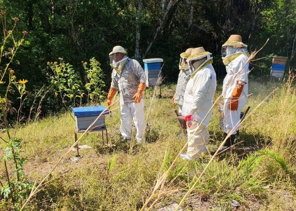 La cosecha de miel avanza con muchos contrastes: también sufrió el ...
