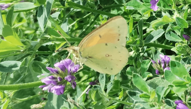 orgua de la alfalfa colia