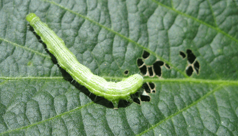 oruga defoliadora soja