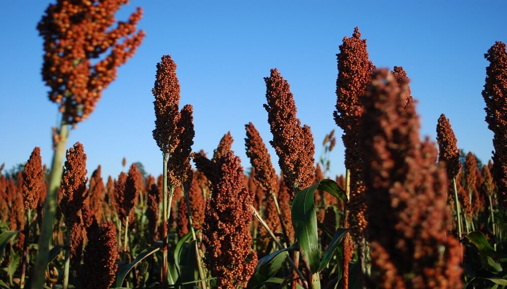 sorgo 2