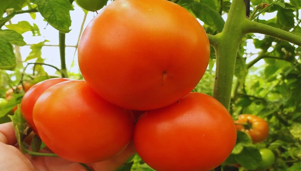 tomate 2