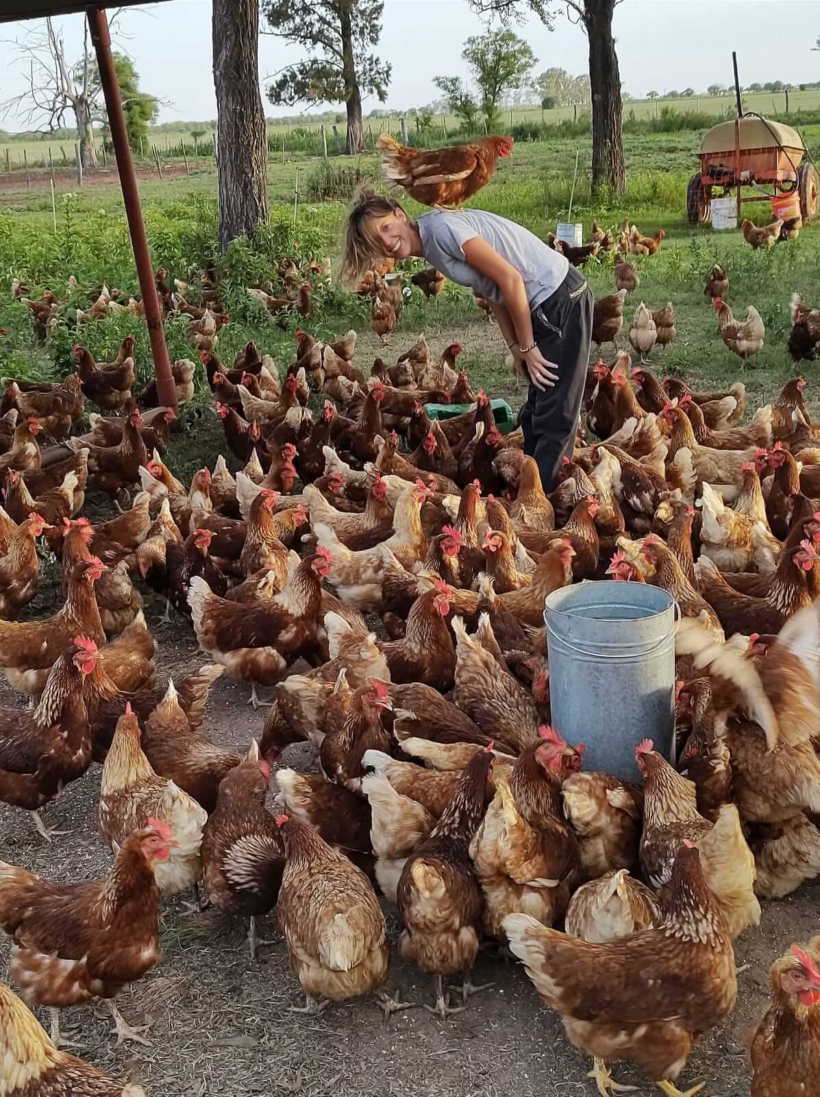Priscila, la agrónoma que produce huevos de gallina a pasto y los vende hasta en sus torneos de padel 5 Con gallinas02