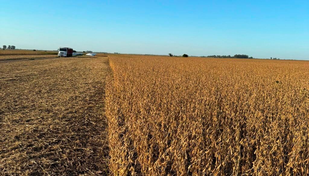 Primeros lotes de soja: buen rendimiento, pero preocupa la calidad del grano