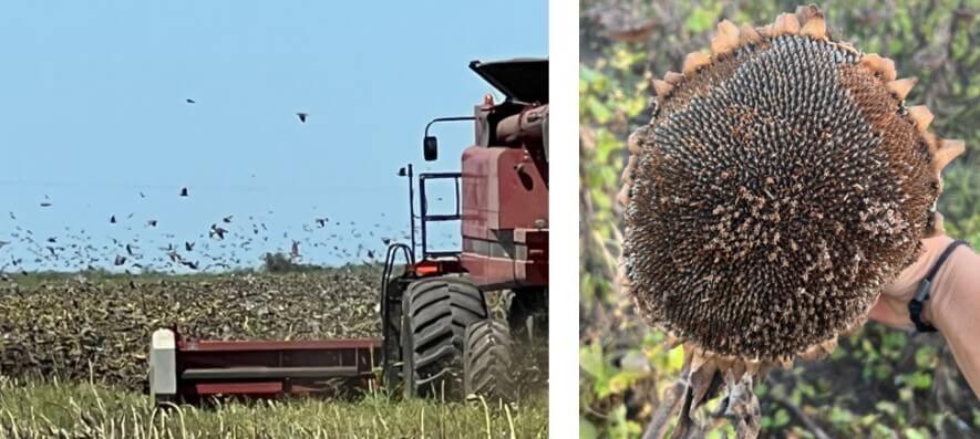 Girasol: en Entre Ríos se derrumbó la cosecha y las palomas fueron un factor fundamental 1 Palomas Parana