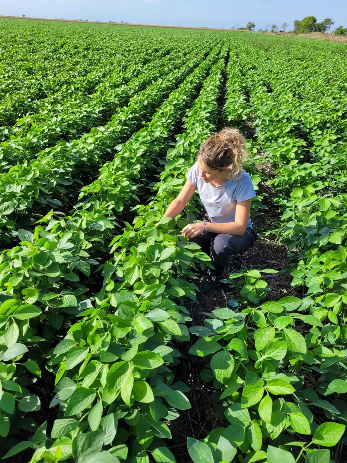 Priscila, la agrónoma que produce huevos de gallina a pasto y los vende hasta en sus torneos de padel 1 Revisando lotes de soja