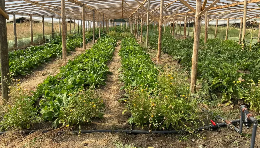 En la Patagonia apuestan por invernaderos alejados de los grandes centros para fortalecer la horticultura