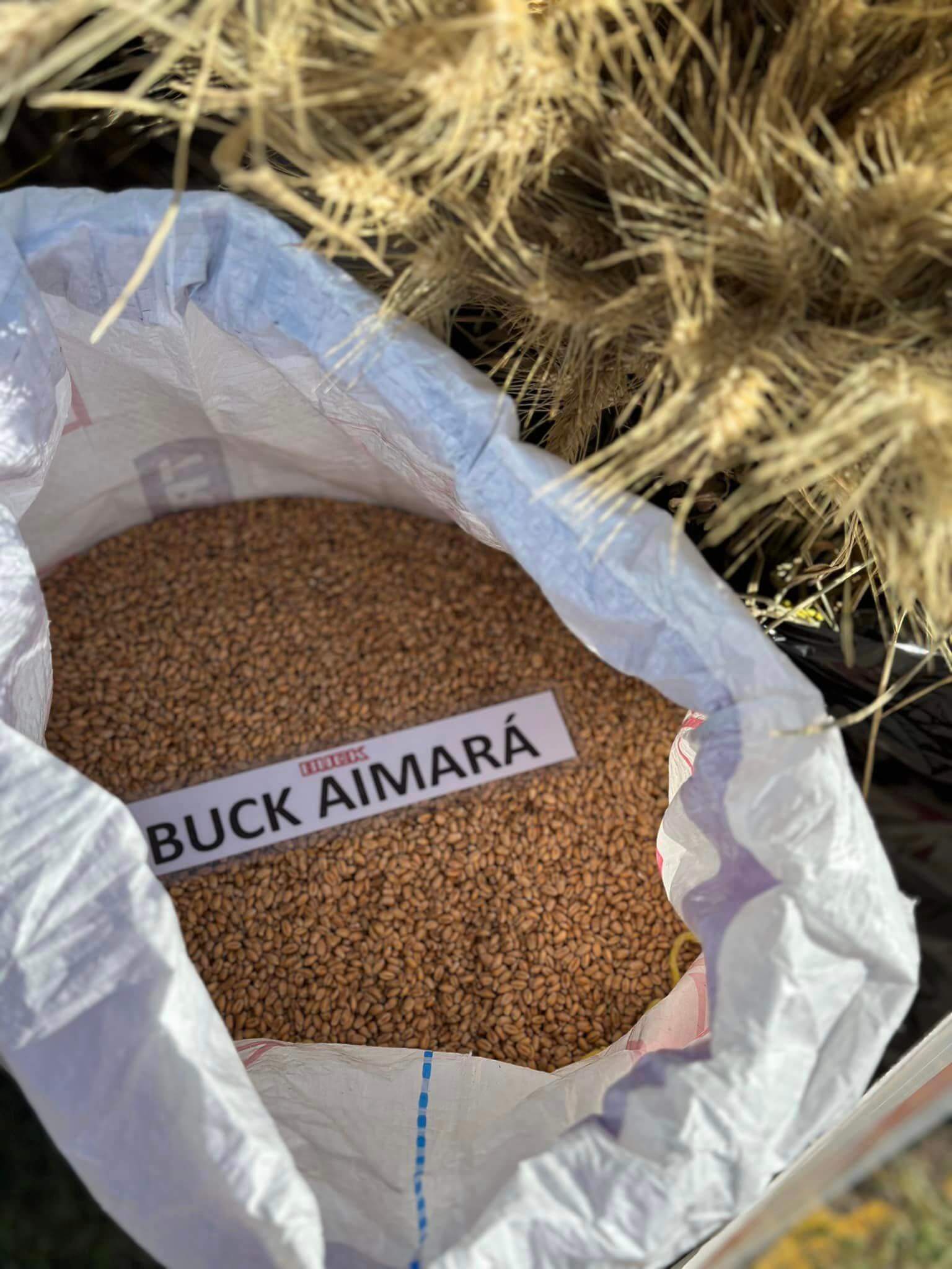 buck aimara