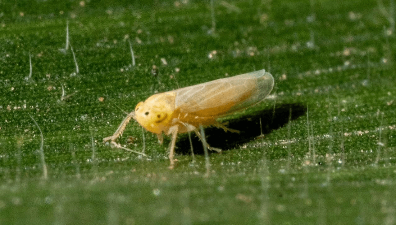 Chicharrita del maíz: así es el pequeño insecto que está provocando grandes problemas en el campo.