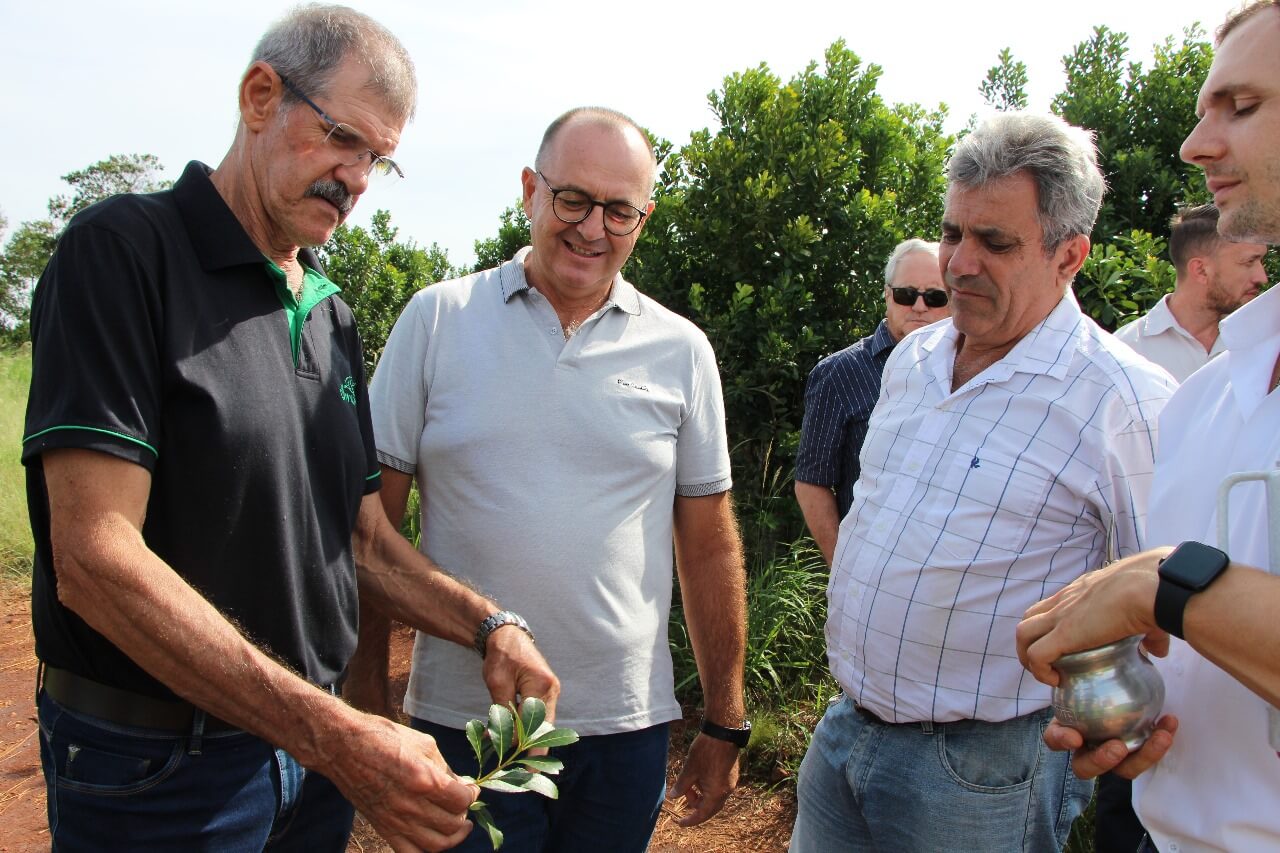 La yerba mate se hace fuerte en el Mercosur: Argentina, Paraguay y Brasil se unen en una Federación 1 federacion internacional yerba 4