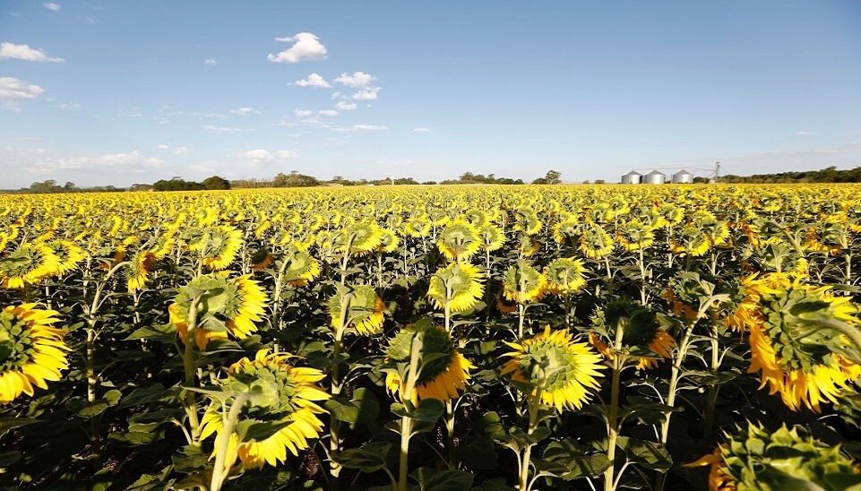 girasol en tucuman 2