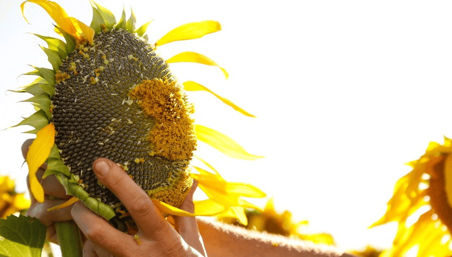 girasol en tucuman