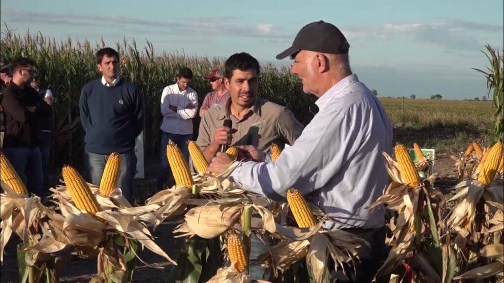 Raúl Mella, el breeder que lleva más de 40 años mejorando al maíz: "No existe un híbrido ideal" 2