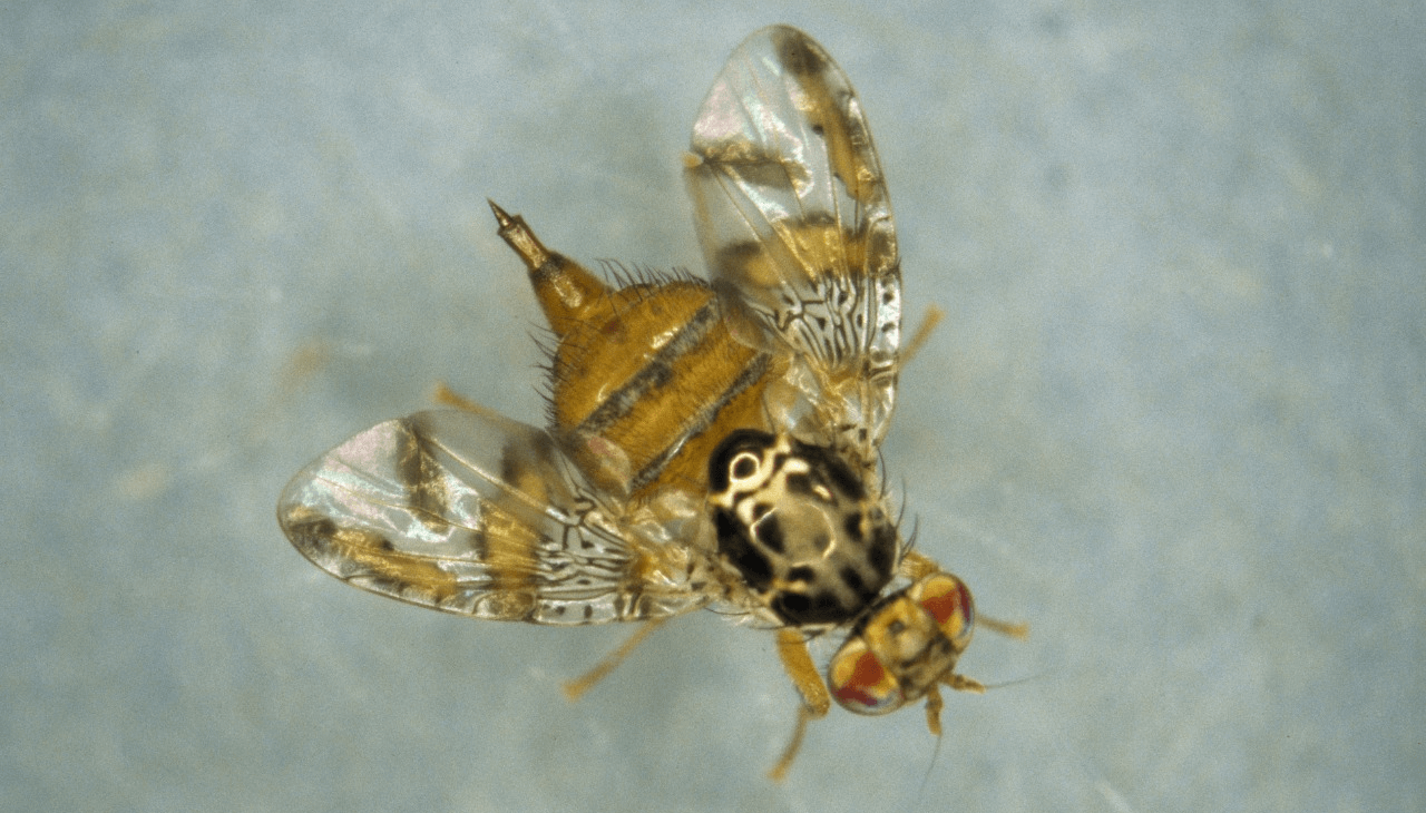 La mosca de los frutos, otra plaga que enciende alertas en el agro 2 msoca de los frutos