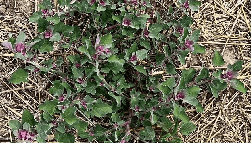 Alerta amarilla: la quinoa se suma al listado de malezas resistentes a glifosato