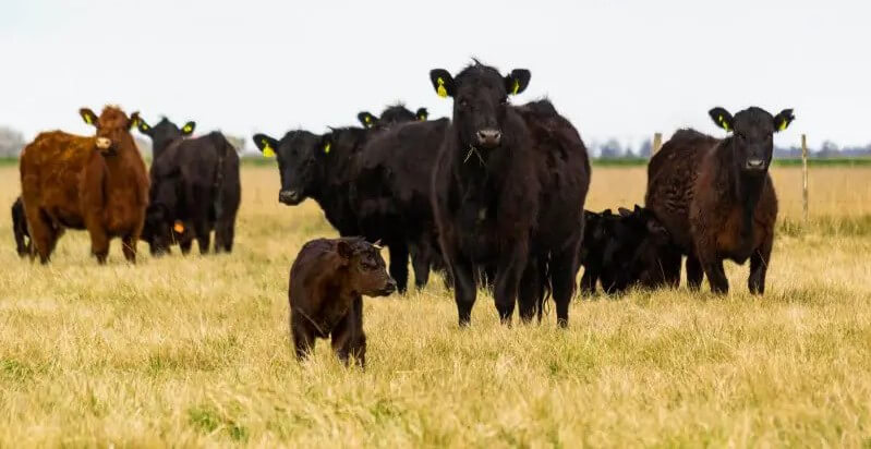 Destetes, descartes y alimentación: otoño, el momento clave para planificar el rodeo de cría 1 DSC 4167A copia 1