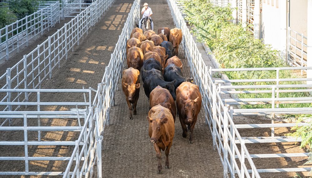 Por las vacas y los toros, la hacienda tuvo deflación en marzo