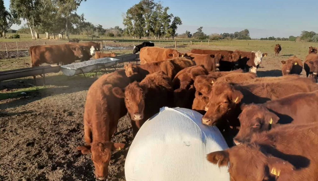 De la nutrición al financiamiento: el mosaico de una pyme del agro y sus ganas de crecer