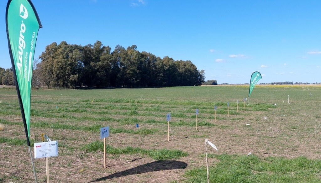 Trigo: la campaña fina llega con un nuevo herbicida para controlar ryegrass