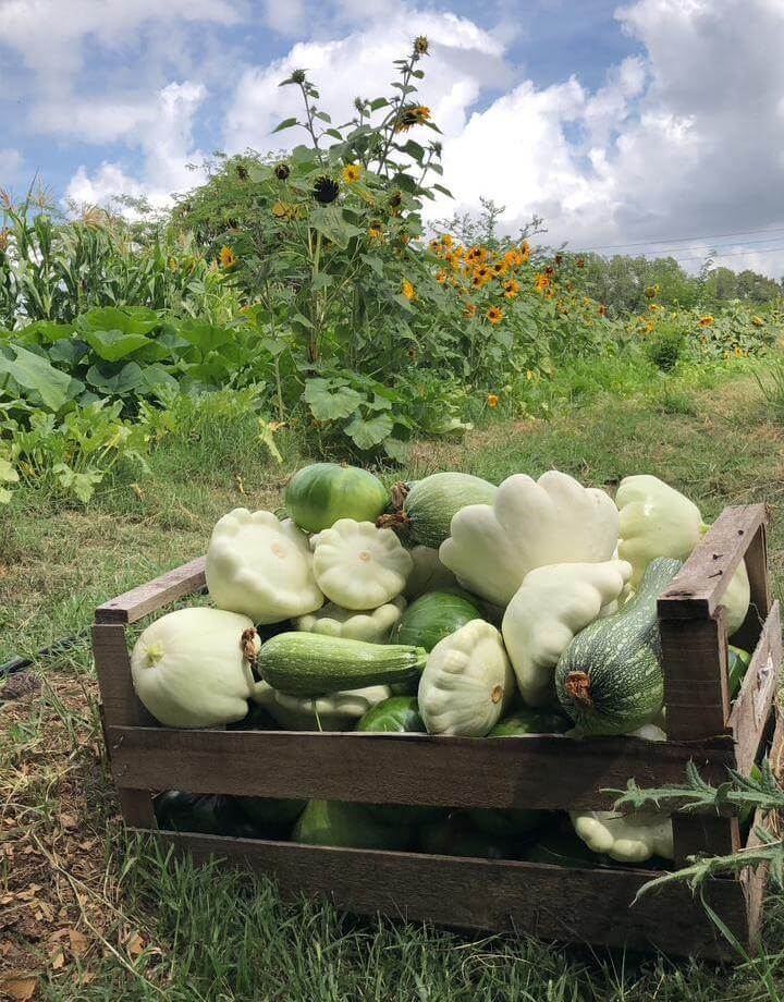 Valentina, la joven que comenzó con una huerta agroecológica y hoy tiene una escuela de huerteros 3 WhatsApp Image 2024 04 27 at 19.16.43