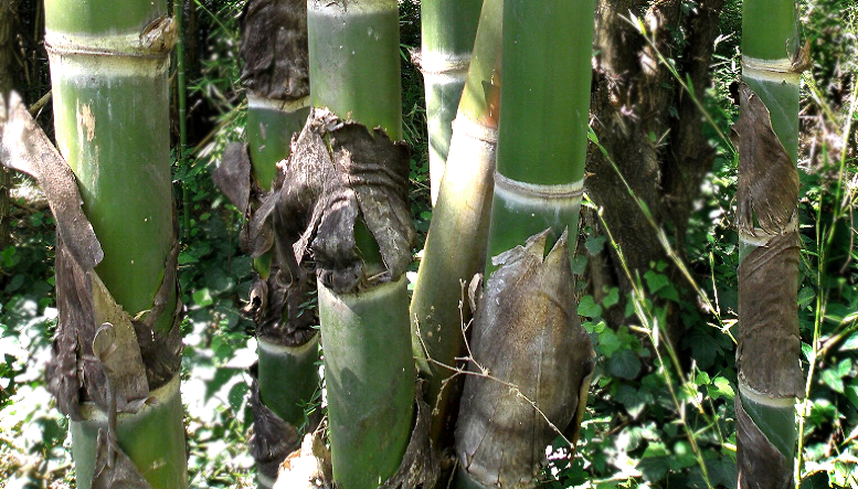 Biocarbón de bambú, una solución sustentable para eliminar el problema del arsénico en el agua