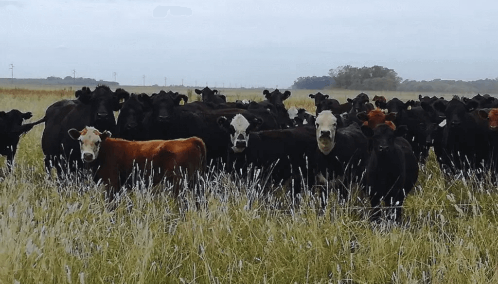 bovinos rodeo hacienda cuenca del salado