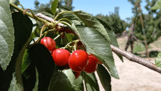 cerezas gobierno mendoza