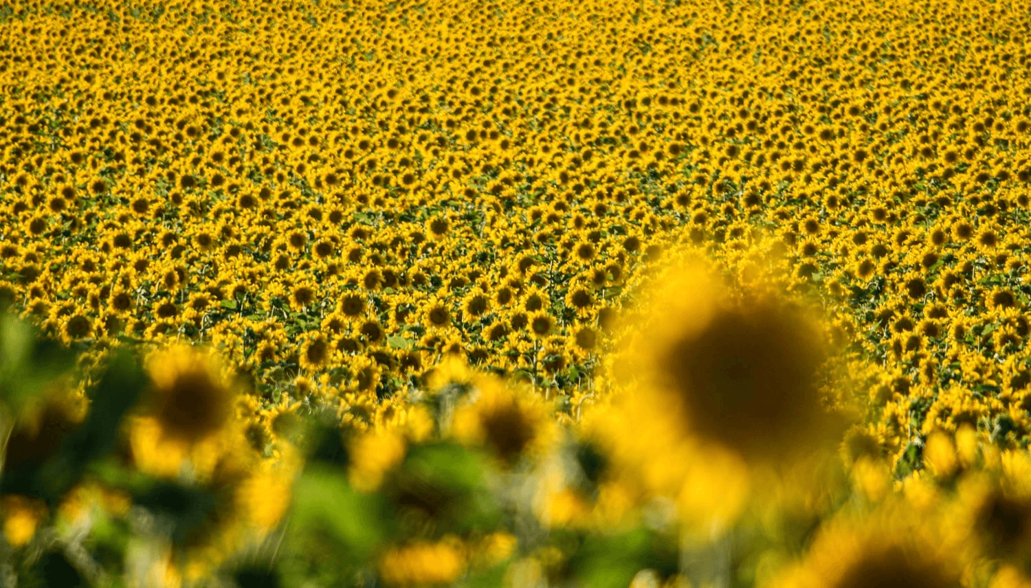 girasoles zeta semillas