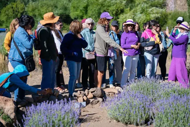 A orillas del río Limay, la lavanda se cultiva con aroma a agroecología 1 lavanda inta informa