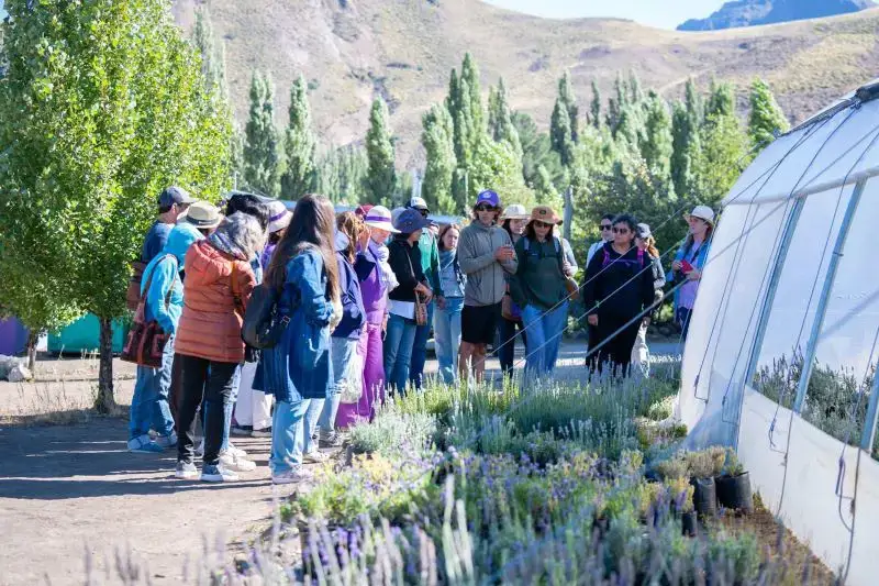 A orillas del río Limay, la lavanda se cultiva con aroma a agroecología 2 lavanda invernadero