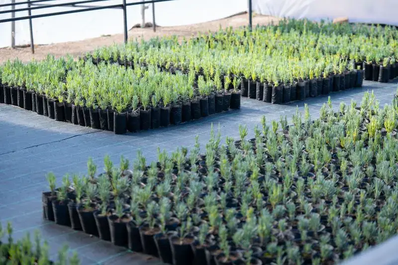 A orillas del río Limay, la lavanda se cultiva con aroma a agroecología 3 lavanda plantines
