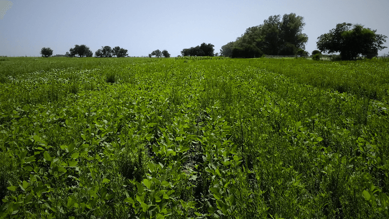 Malezas: en Argentina ya hay 24 especies que se volvieron resistentes a herbicidas