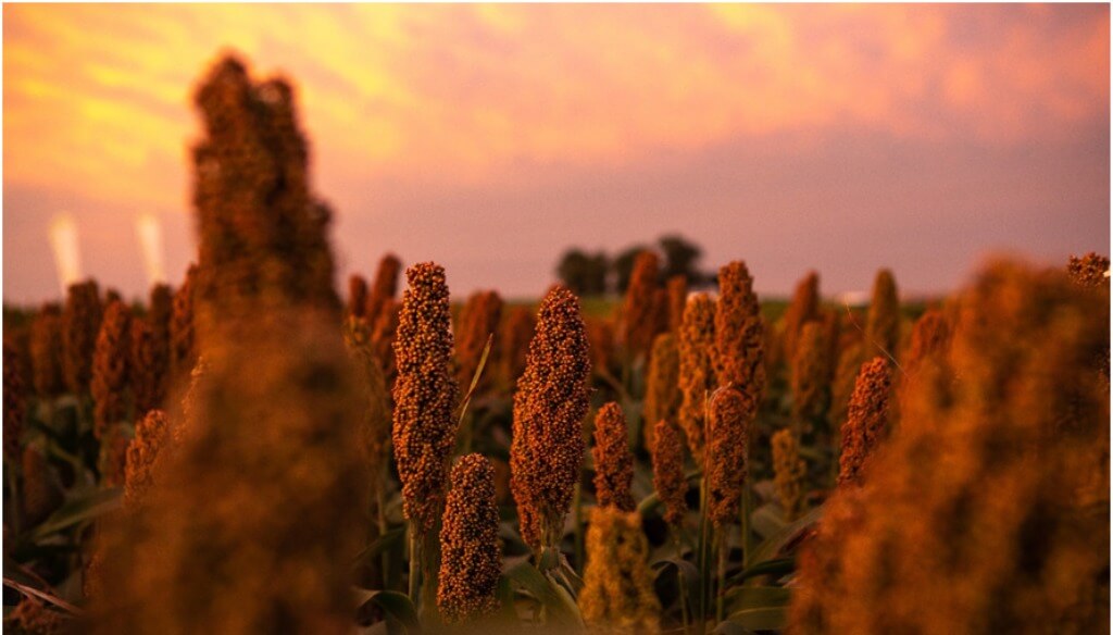 El renovado interés por el sorgo suma un nuevo híbrido que resiste a una clase de herbicidas