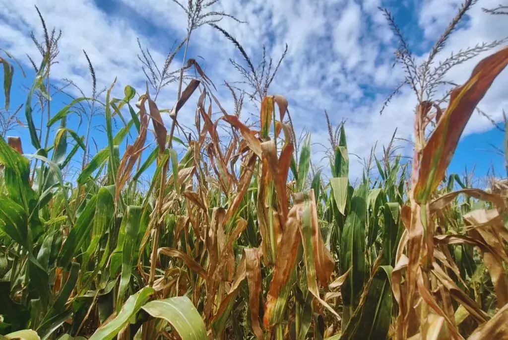 Maíz afectado por chicharrita: cómo definir si conviene ensilarlo y por qué es fundamental inocularlo 1 plantas maiz achaparramiento