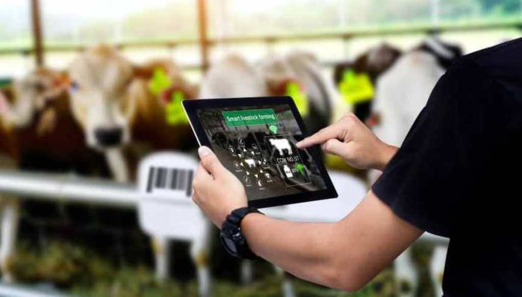 Robots con buena leche: más del 20% de los tambos argentinos ya son inteligentes