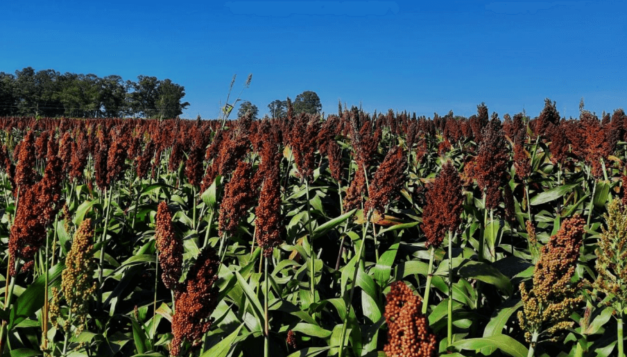 El mercado del sorgo le pone fichas a su futuro, con la mirada en China