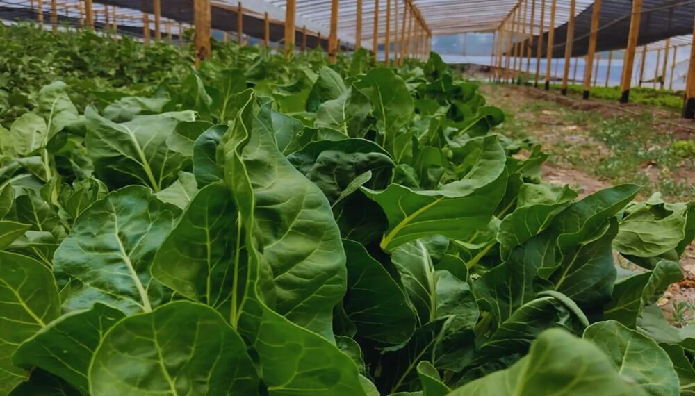 verduras en invernadero 2