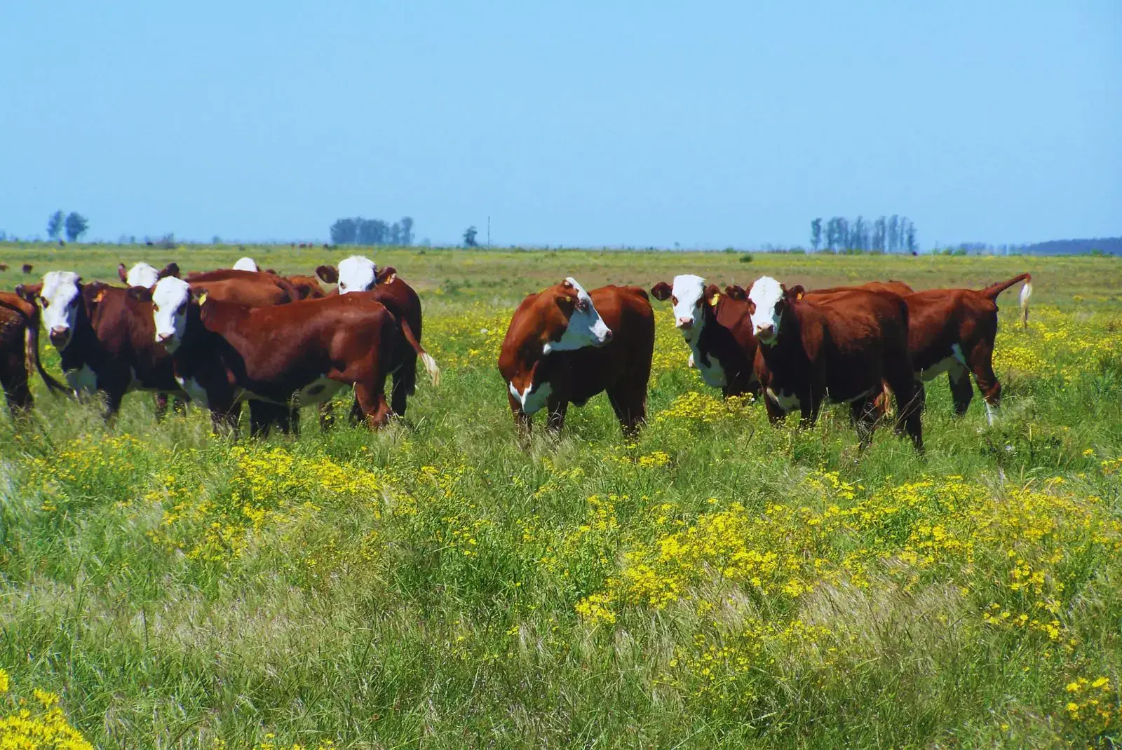 Desde Corrientes, un GPS ganadero marca el camino para ser más eficiente con la carga animal 2 2 201.jpg