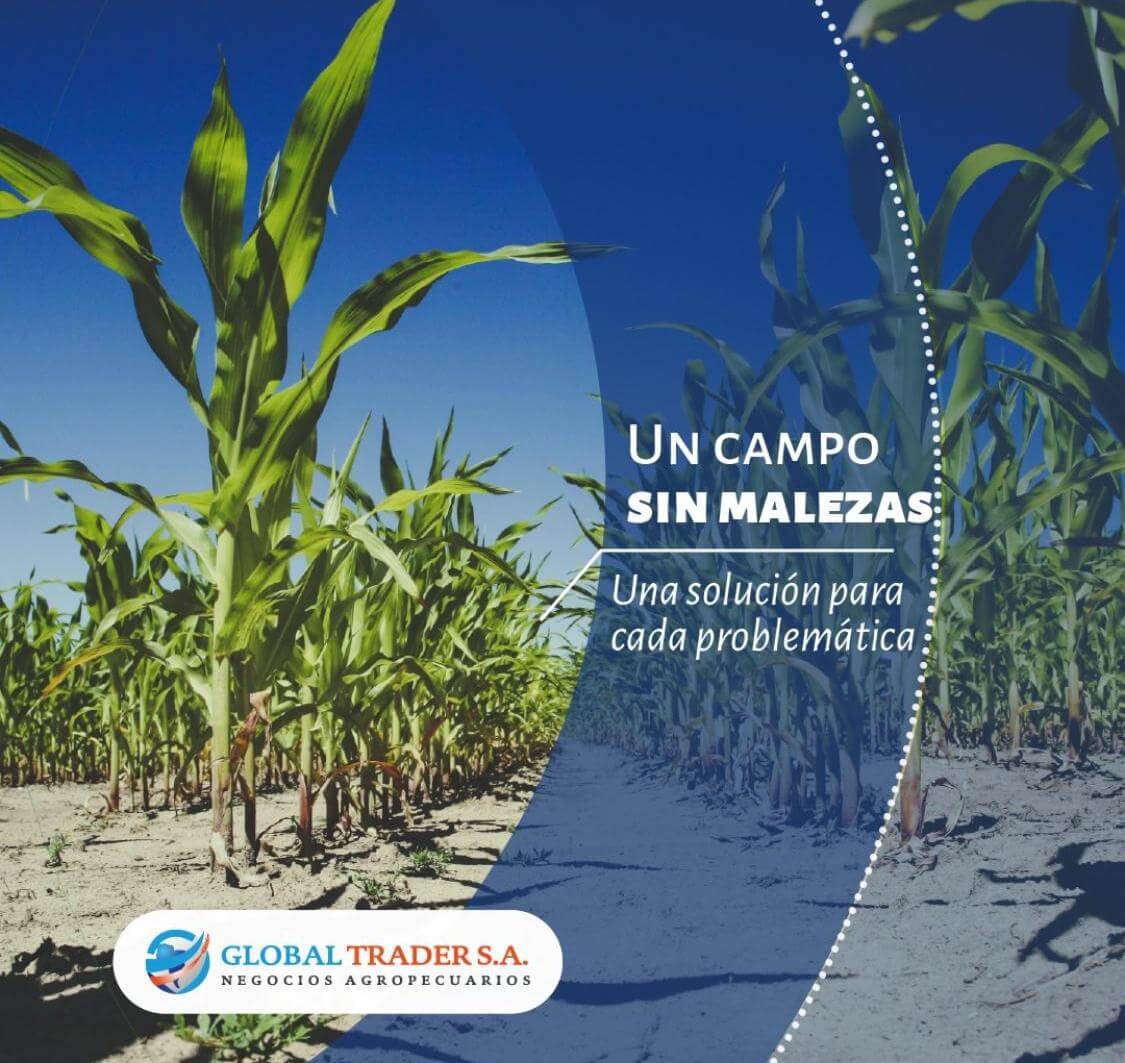Campaña fina: cómo comprar insumos desde el campo con la financiación más conveniente 2 WhatsApp Image 2024 05 10 at 09.02.18