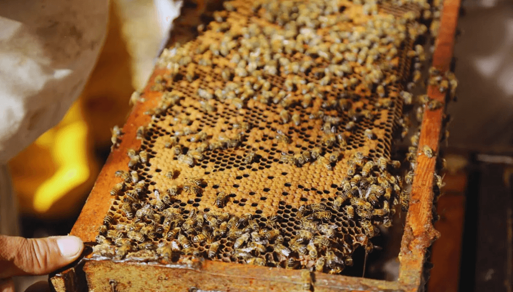 abejas inta