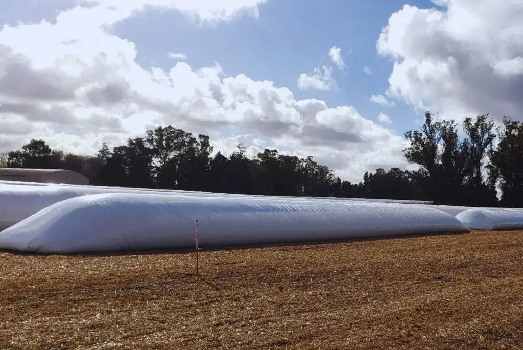 La chicharrita del maíz también impacta en la poscosecha: pautas para almacenar los lotes afectados 1 bolsas ubicacion
