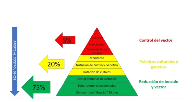 chicharrita maiz piramide