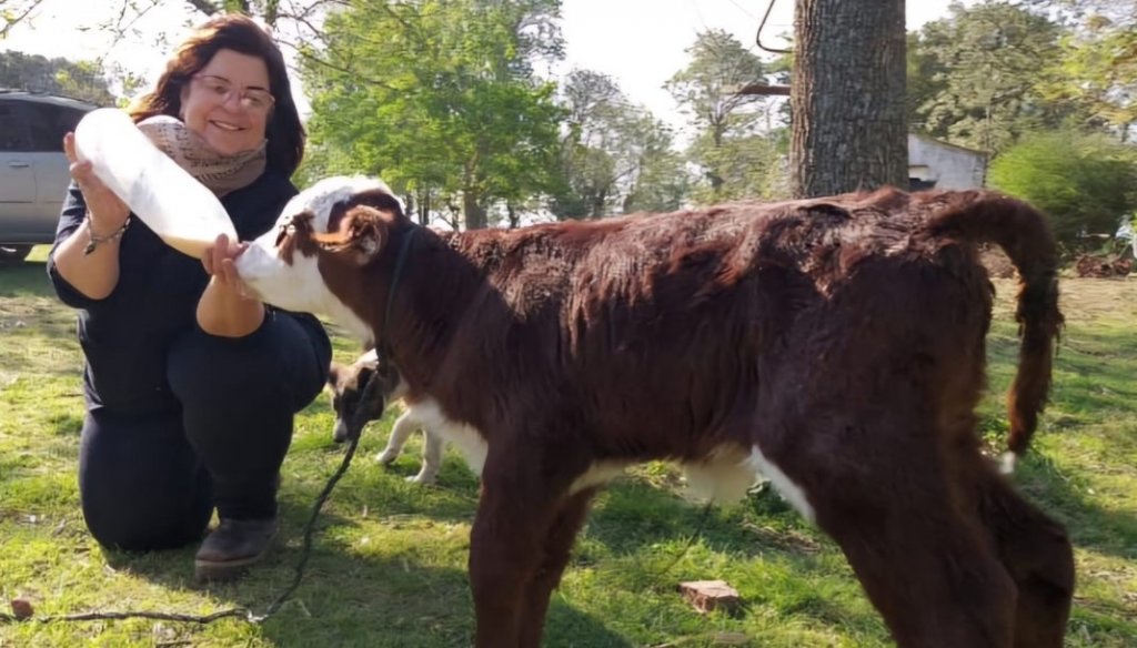 Gaby, la criadora Hereford que creció en el conurbano y hoy preside una Rural en Entre Ríos